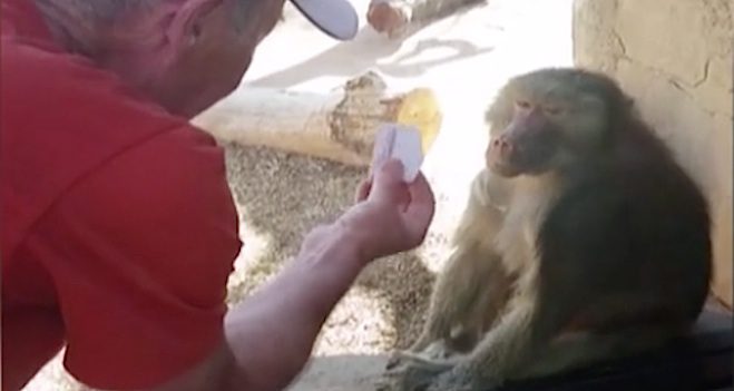 baboon magic trick