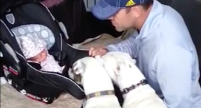 dogs meet baby
