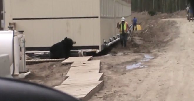 Construction Worker Gets Pranked By Guy In Bear Costume