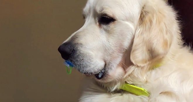 Golden Retriever Refuses to Give Up Baby Pacifier