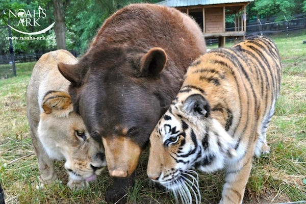 Rescued Lion, Tiger, And Bear Have Been Inseparable Best Friends For 15 Years