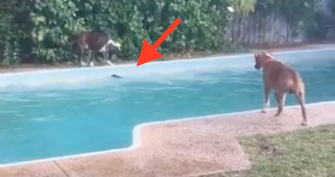 Boxer funny trick