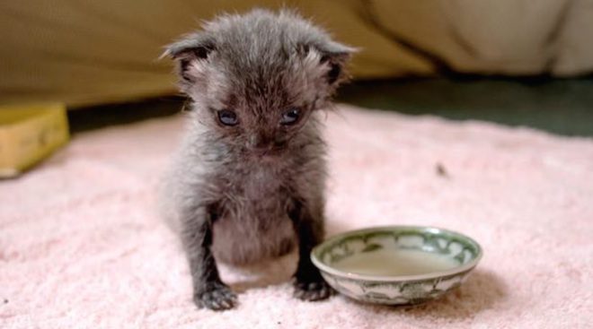 Woman Saves Day-Old Kitten Found Alone In The Pouring Rain