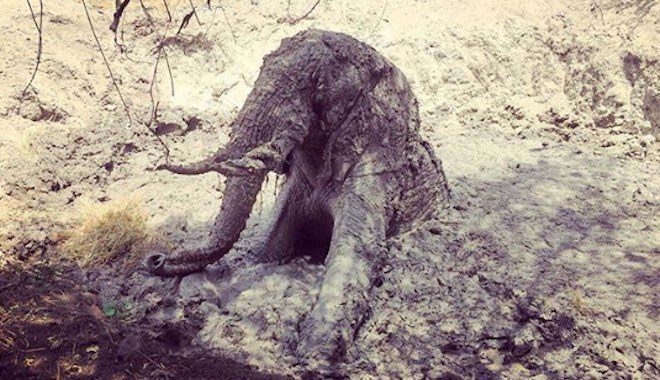 Scared Bull Elephant Trapped In Muddy Hole Trusts His Rescuers To Save Him