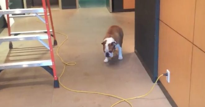 Bulldog Conquers His Fear Of Ladders And Cables In Unusual Way