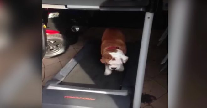 bulldog on treadmill