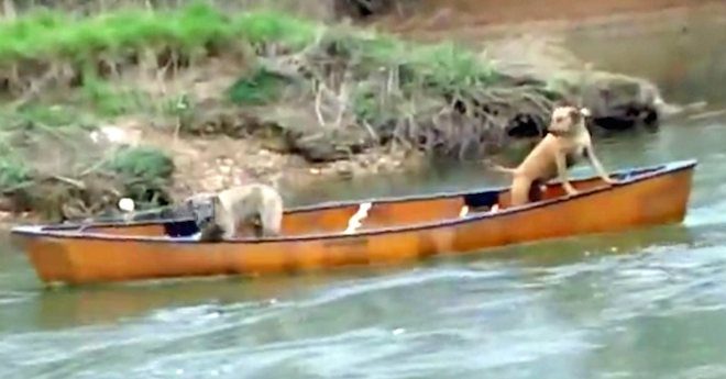 Smart Labrador Retriever Rescues Two Dogs Trapped In Canoe
