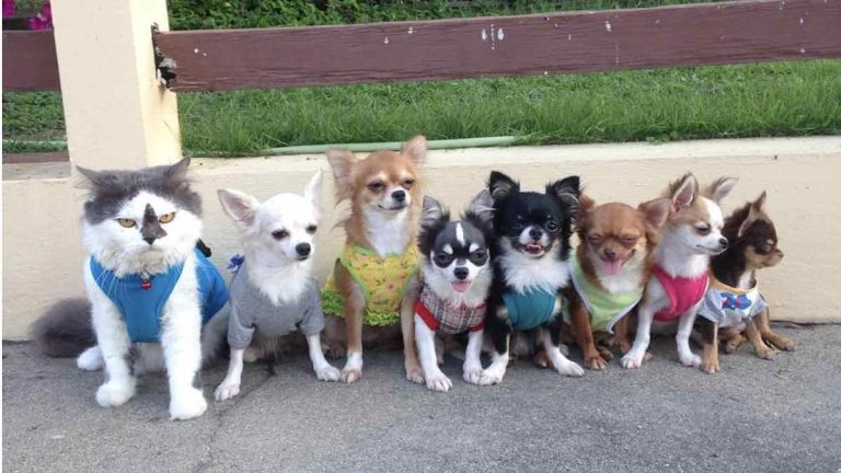 Very Protective Cat Looks After 7 Chihuahuas