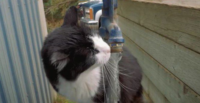 Rescuers Come Up With Ingenious Way To Save Feral Cats By Giving Them Jobs