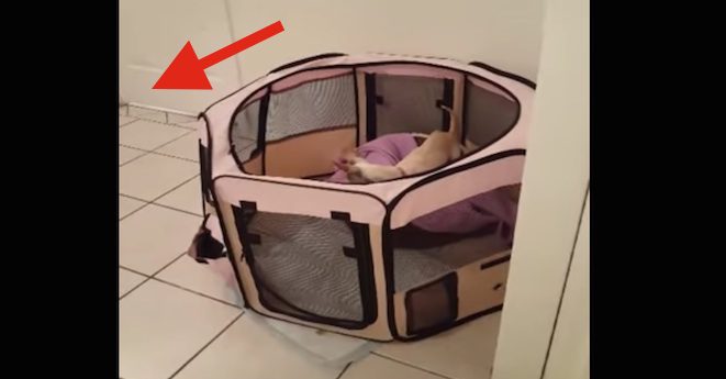 Kitten Caught Red-Handed Helping Puppy Escape From Pen