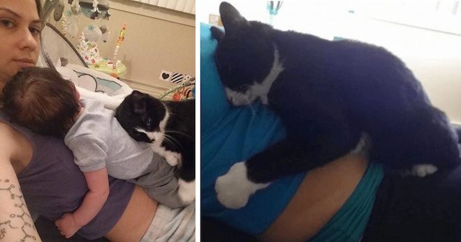 Cat Has Been Devoted To Baby Boy Since Before He Was Born