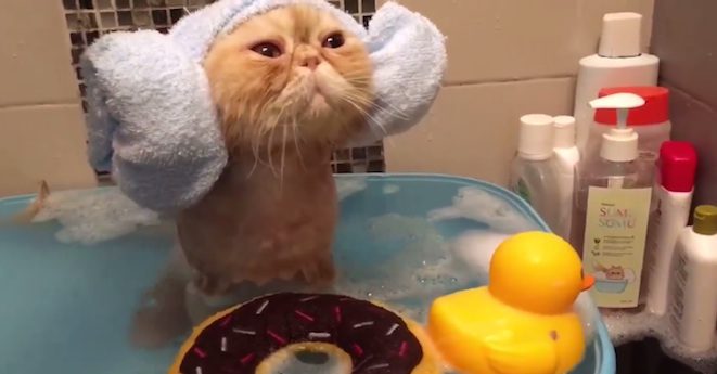 cat taking bath