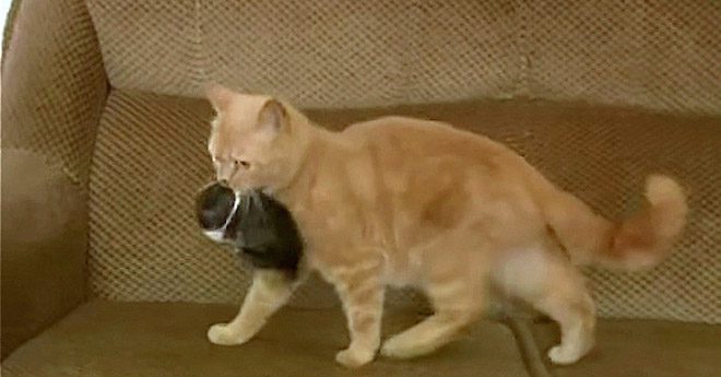 Cat Adopts Orphaned Baby Bunny Rabbit