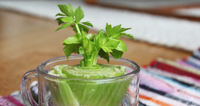 8 Vegetables You Can Regrow From Kitchen Scraps