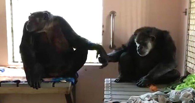 chimps hold hands
