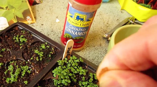How To Use Cinnamon To Protect Your Vegetable Garden