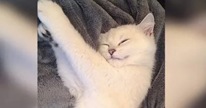 Cat Looks Like Any Other White Cat Until He Opens His Eyes