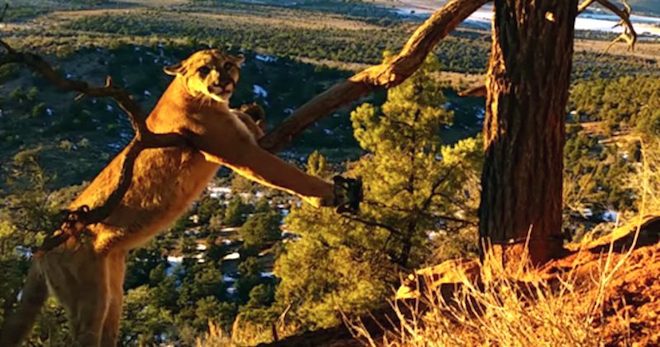 Man Finds Mountain Lion Stuck In A Trap And Frees Him In Heart-stopping Video