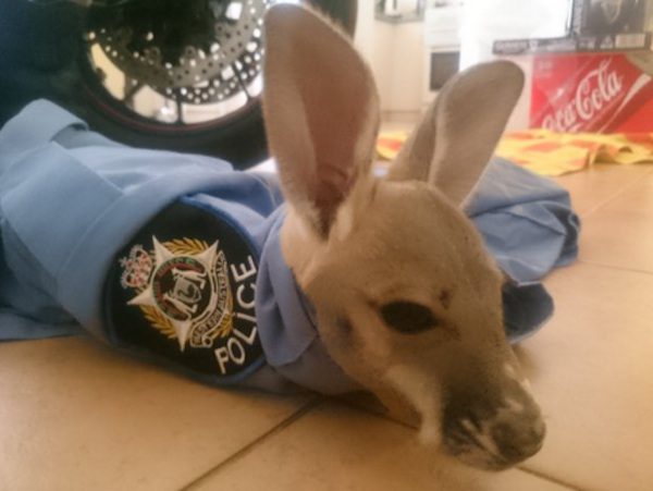 cujoe-roo-2