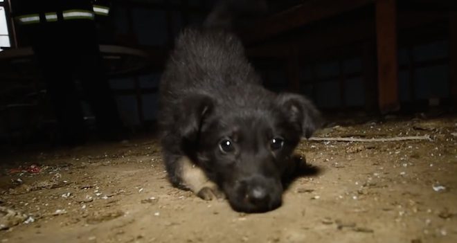 Daniel puppy mill rescue