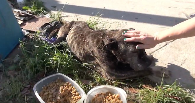 Rescuers Move Heaven And Earth To Save Sick Dog Left On A Bridge To Die