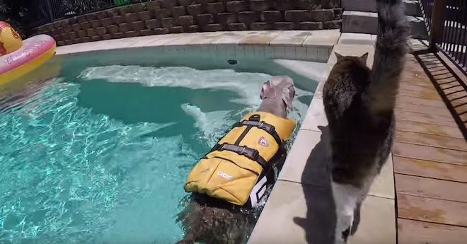 Cat Goes Surfing With Dog In Pool And It’s Adorable