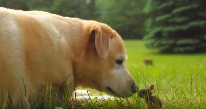 Dog Has Adorable Encounter With Baby Bunny Rabbit