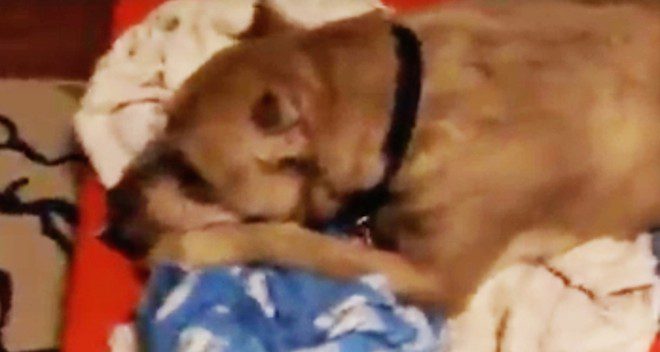 Foster Dog Cries In His Blanket Waiting For A Family Who Will Keep Their Word