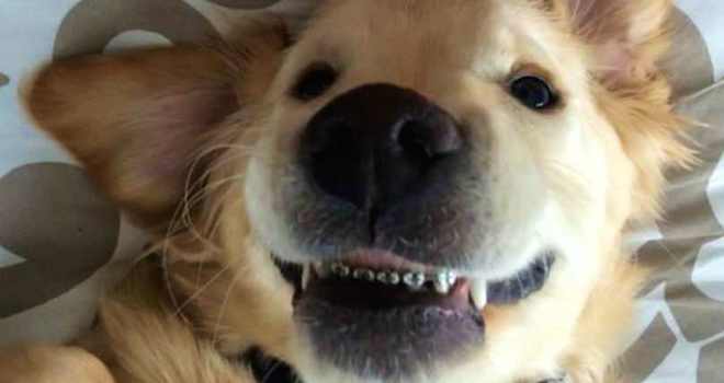 Puppy Who Was In Pain Eating Gets Braces And Is Now All Smiles