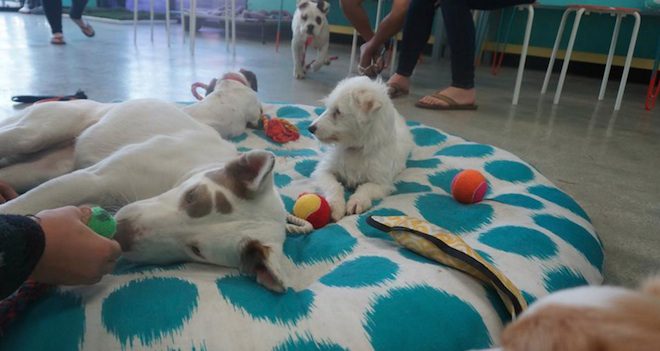 America’s First Dog Cafe Helps Adoptable Dogs Find Homes