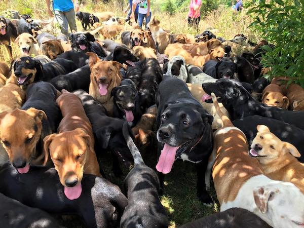 dogs refuge home