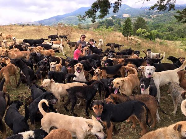 dog-costa-rica-6