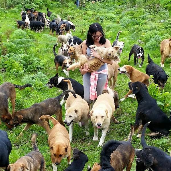 dog daycare costa rica