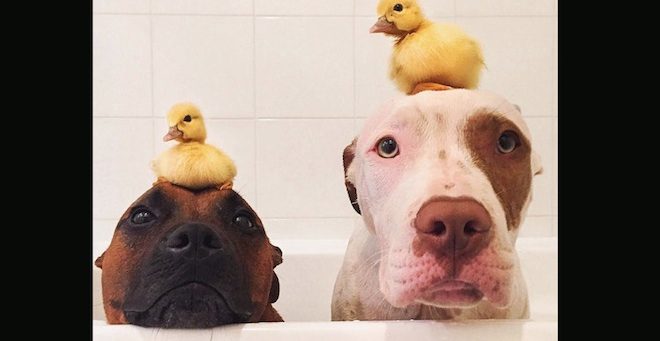 Dogs Love Their New Job As Foster Parents To Ducklings