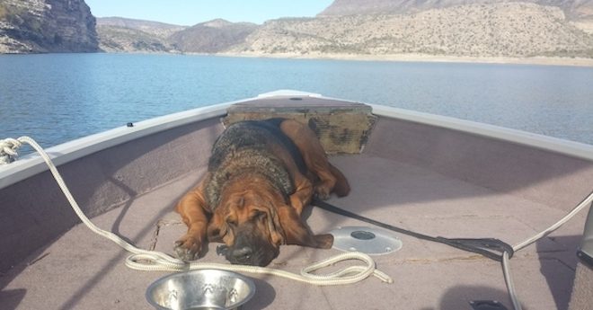 dog foster story