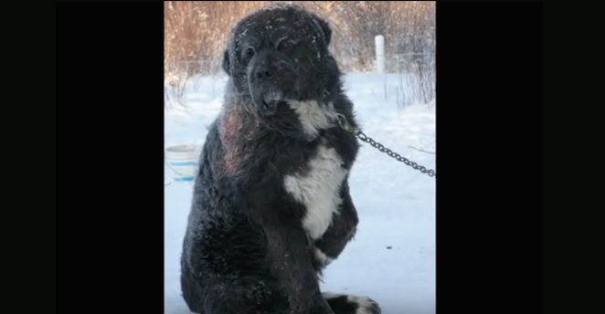 Chained Dog Was So Cold, He Took Turns Keeping One Paw Off The Frozen Ground