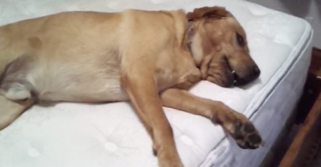 dog refuses to get off bed