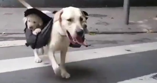 Daddy Dog Totes His Puppies Around In A Backpack While Out For A Walk