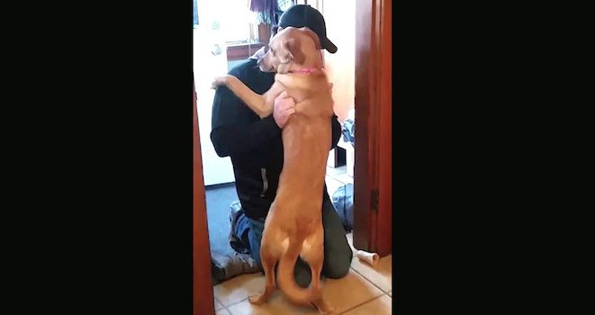 dog welcome home