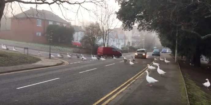 Park Ducks Impatiently Wait For Man Who Feeds Them