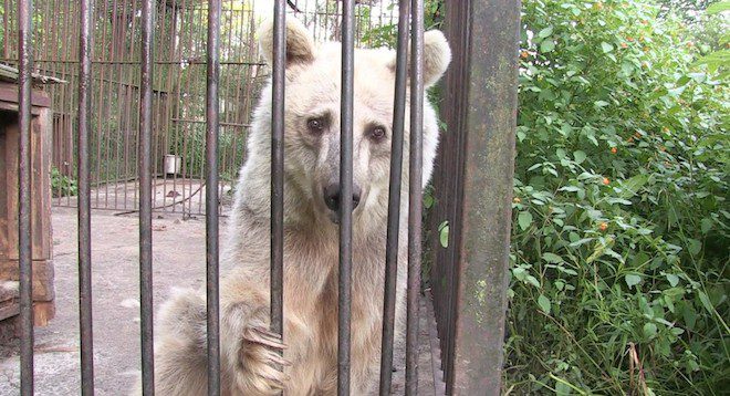 Sad Bear Who Spent 30 Years In Roadside Zoo Makes Remarkable Transformation After Her Rescue