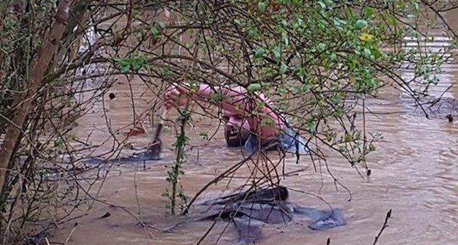 Man Sees Desperate Animals Struggling To Survive A Flash Flood So He Dives In And Saves Them All