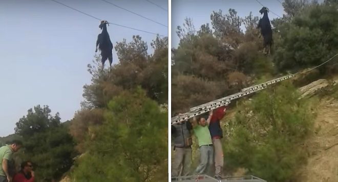 Rescuers Save Goat Dangling By His Horns From Utility Wire