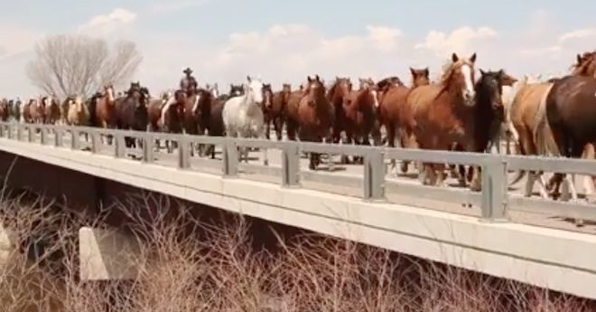 Hundreds Of Horses Stampede Over Highway In Stunning Footage From Sombrero Drive