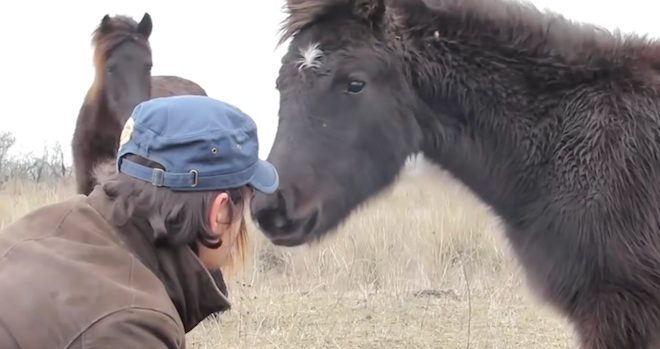 Wild Horse Thanks Man Who Freed His Legs From Chains