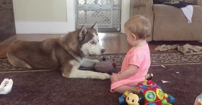 husky kisses baby