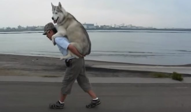 Man Gives His Husky A Piggyback Ride When She Gets Tired On Their Walk