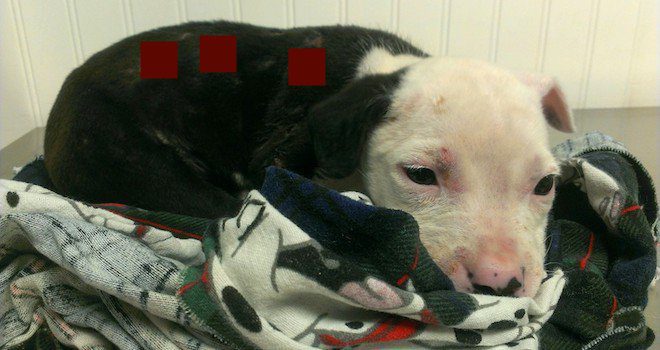 Injured Pit Bull Puppy Saved From Fire Is Now An Official Firefighter Himself