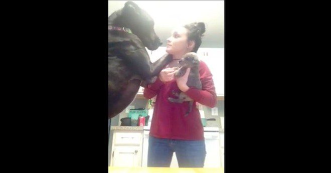 jealous great dane