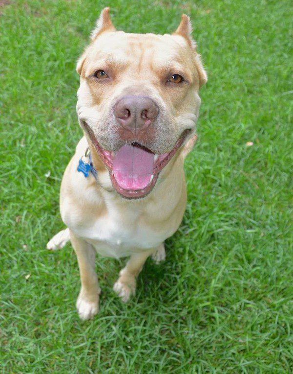 king-adoptable